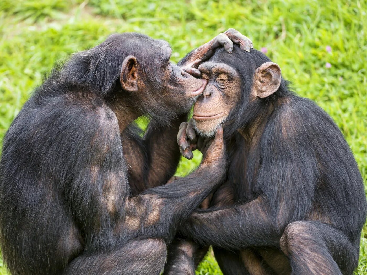 Мужчина обезьяна любовь. Бонобо поцелуй. Обезьянки обнимаются. Две обезьяны. Влюбленные обезьянки.