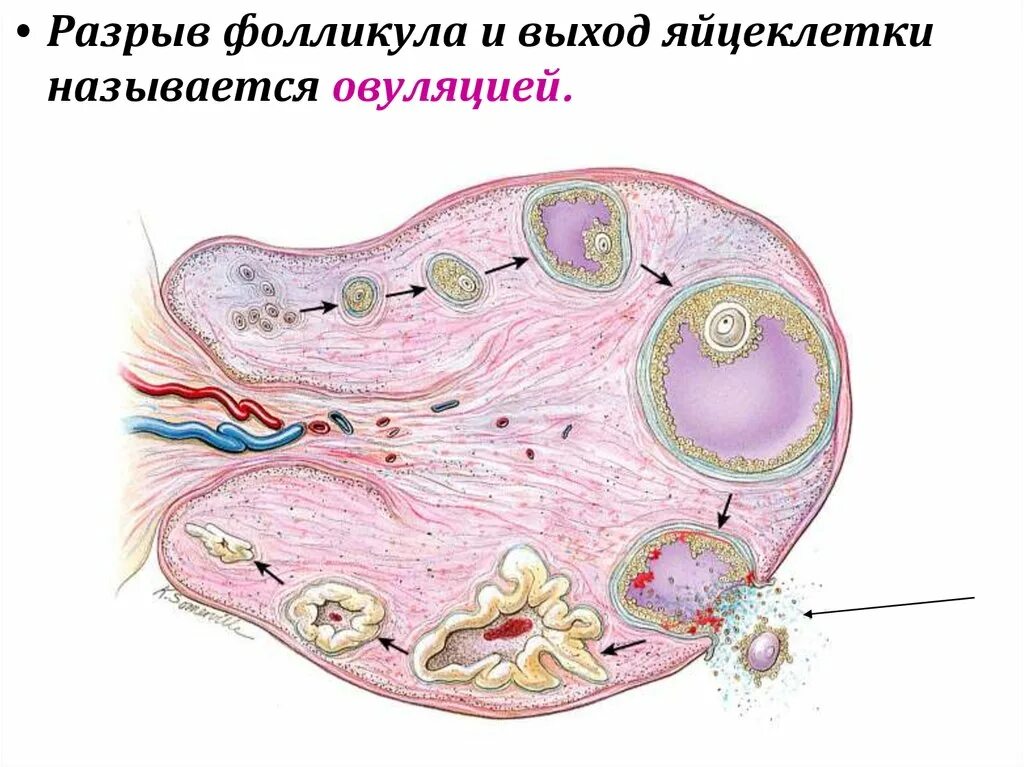 В фолликуле яичника происходит оплодотворение. Разрыв фолликула и выход яйцеклетки. Овуляция разрыв фолликула.