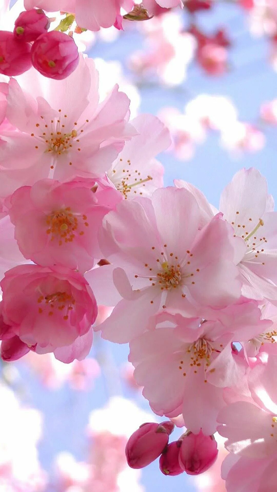 Весенние цветы на телефон вертикальные. Черри блоссом ск8. Розовые цветы. Красивые цветочки. Весенние цветы.