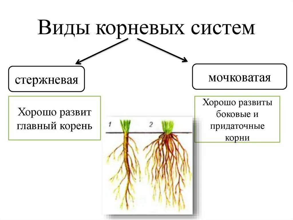 В корневой системе отсутствуют придаточные корни. Типы корневых систем стержневая и мочковатая. Типы корневых систем 6. Схема по биологии типы корневых систем.