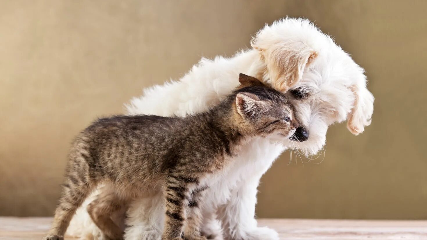 Ласковые звери фото. Собачки и кошечки. Нежные котята. Милые котики и собачки. Картинки кошек и собак.