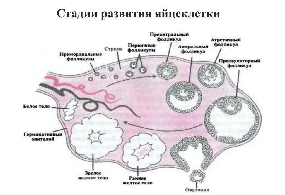 Фазы созревания яйцеклетки схема. Строение яичника и овогенез. Яйцеклетка схема овогенеза. Схема развития фолликулов яичника анатомия.