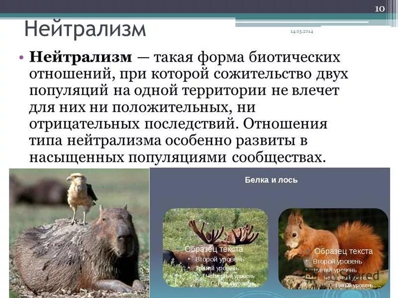 Примером нейтрализма являются отношения между Презентация к уроку биологии 9 класс Биотические факторы среды биология, презе