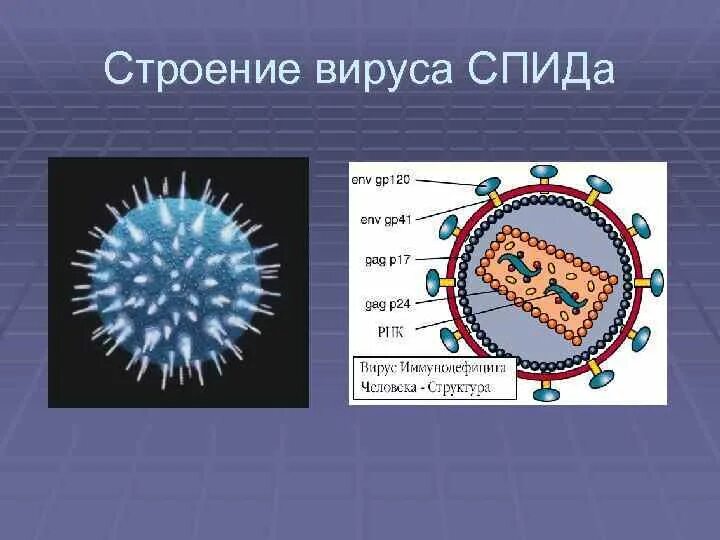 Вирус спида название. Строение вируса СПИДА 5 класс. Строение вируса ВИЧ. Вирус вича строение. Строение вируса СПИДА 5 класс биология.