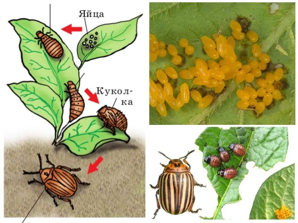 Какое развитие у жуков. Личинка жука колорадского жука. Превращение личинки колорадского жука. Цикл развития колорадского жука. Личинки колорадского жука стадии.