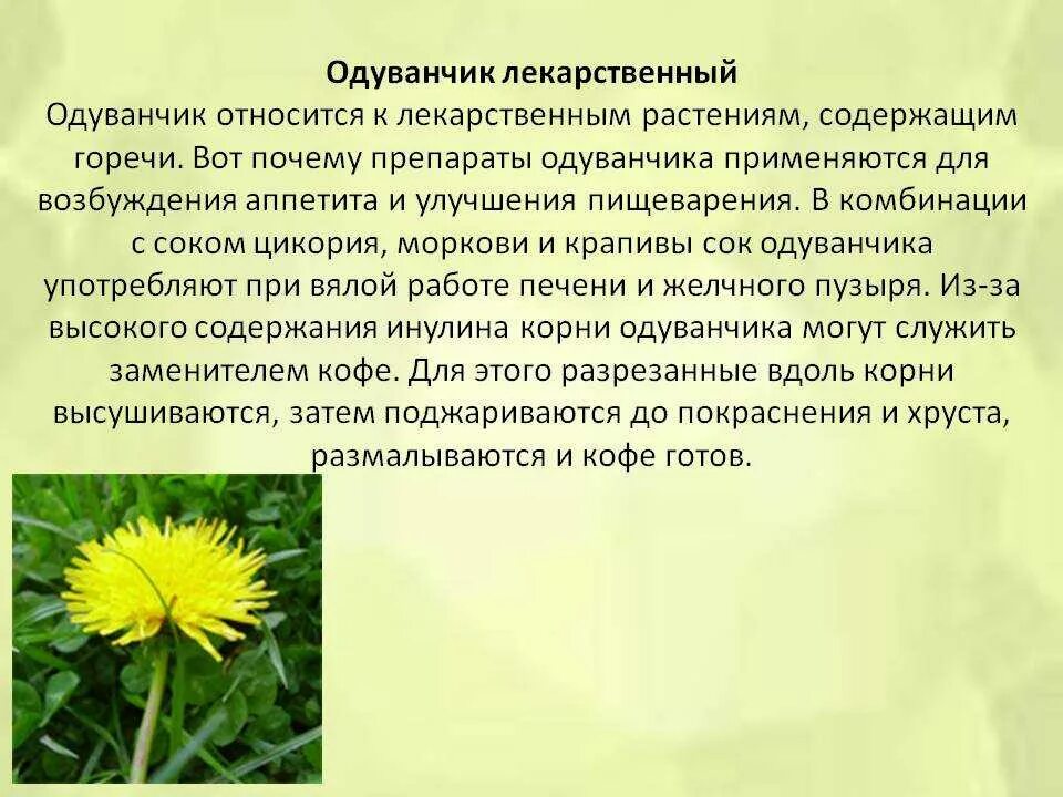 Одуванчик лекарственный отвар. Oduvanchik primenenie v medicine. Применение одуванчика в народной медицине. Корень одуванчика. Применение одуванчика в народной медицине.