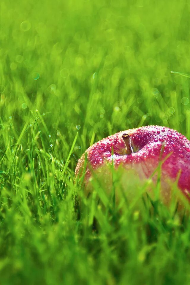 Фруктовая трава. Сочная трава с росой. Яблоки на траве. Лето макро. Сочное лето.