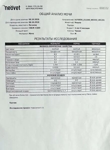 Моче у кошки повышены. Анализ мочи кота при цистите. Анализ крови при цистите у собак. Анализ мочи при остром цистите показатели. ОАМ анализ при цистите.