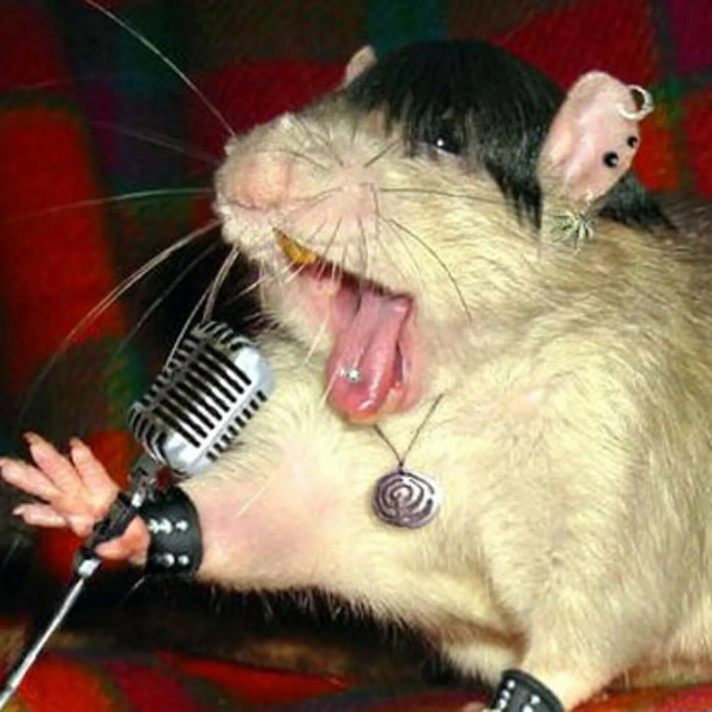 мышь с гитарой. крыса поет. белая крыса. смешные крысы. звери с музыкальными инструментами.