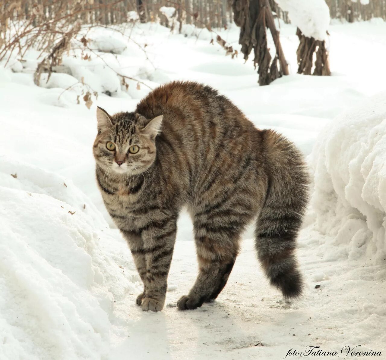 Кот поджал хвост. Кот выгнул спину. кошка с выгнутой спиной. коты с выгнутой спиной. шерсть дыбом.