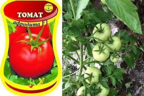 Помидоры афродита
