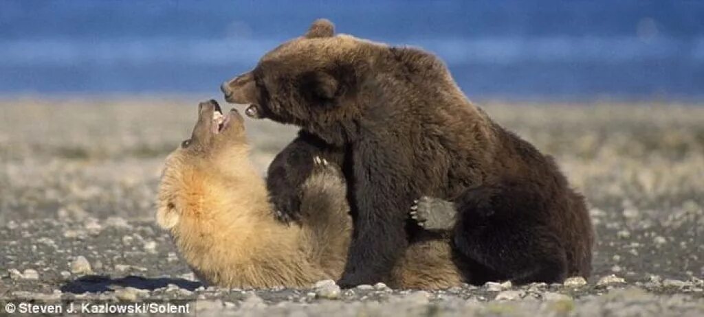 Кто сильнее медведи или бурые медведи. Белый медведь и Гризли. Белый медведь и бурый медведь. Белый и бурый медведь. Белый медведь против бурого.