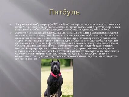Рассказ о породе собак 2 класс