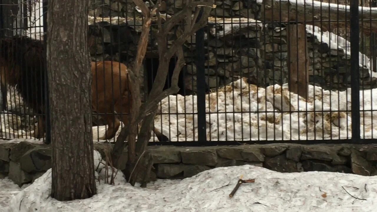 Зоопарк работа зимой. Зоопарк зимой. новосибирский зоопарк зимой. зоопарк алматы зимой. зоопарк ижевск зимой.