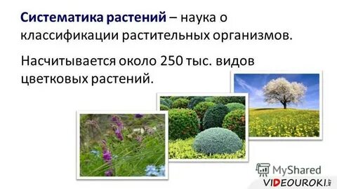 Вид цветковые растения род
