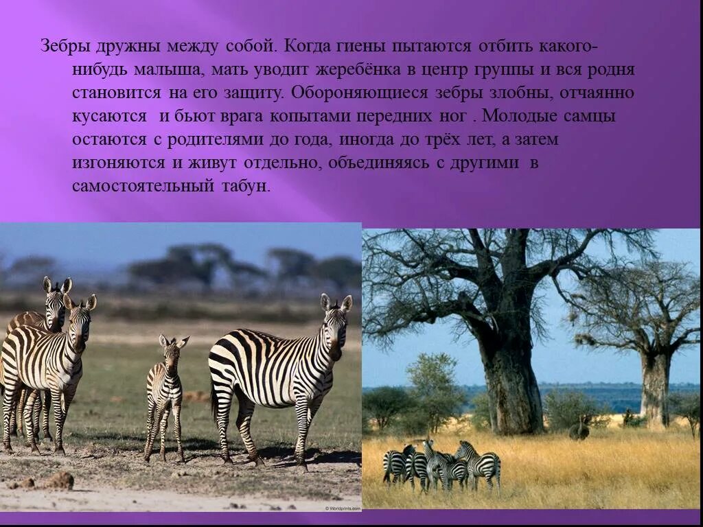 Зебра окружающий мир 1 класс. Зебра для презентации. презентация на тему зебра. зебра окружающий мир. сообщение о зебре.