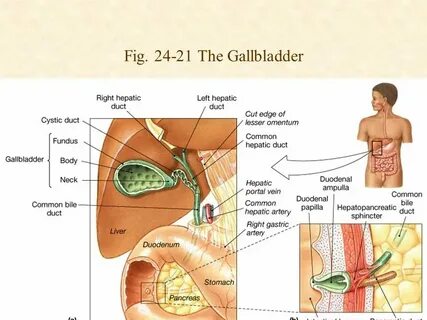 Gallbladder formula