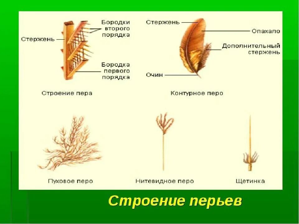 Строение пера. Перо строение. Строение пера птицы. Строение опахала пера. Как называется нижняя часть стержня пера