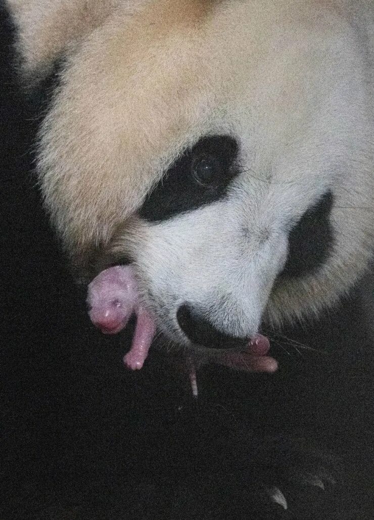 Pandas ai