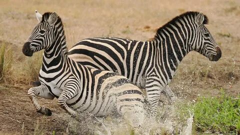 Diverse wildlife