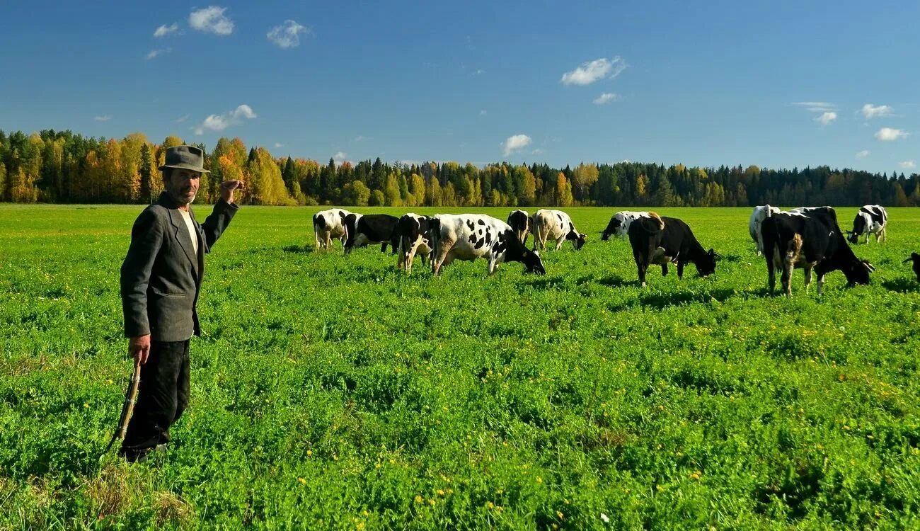 Пастух коров. Пасти коров. Деревенский пастух. Пастухи гор. Пасти коров.