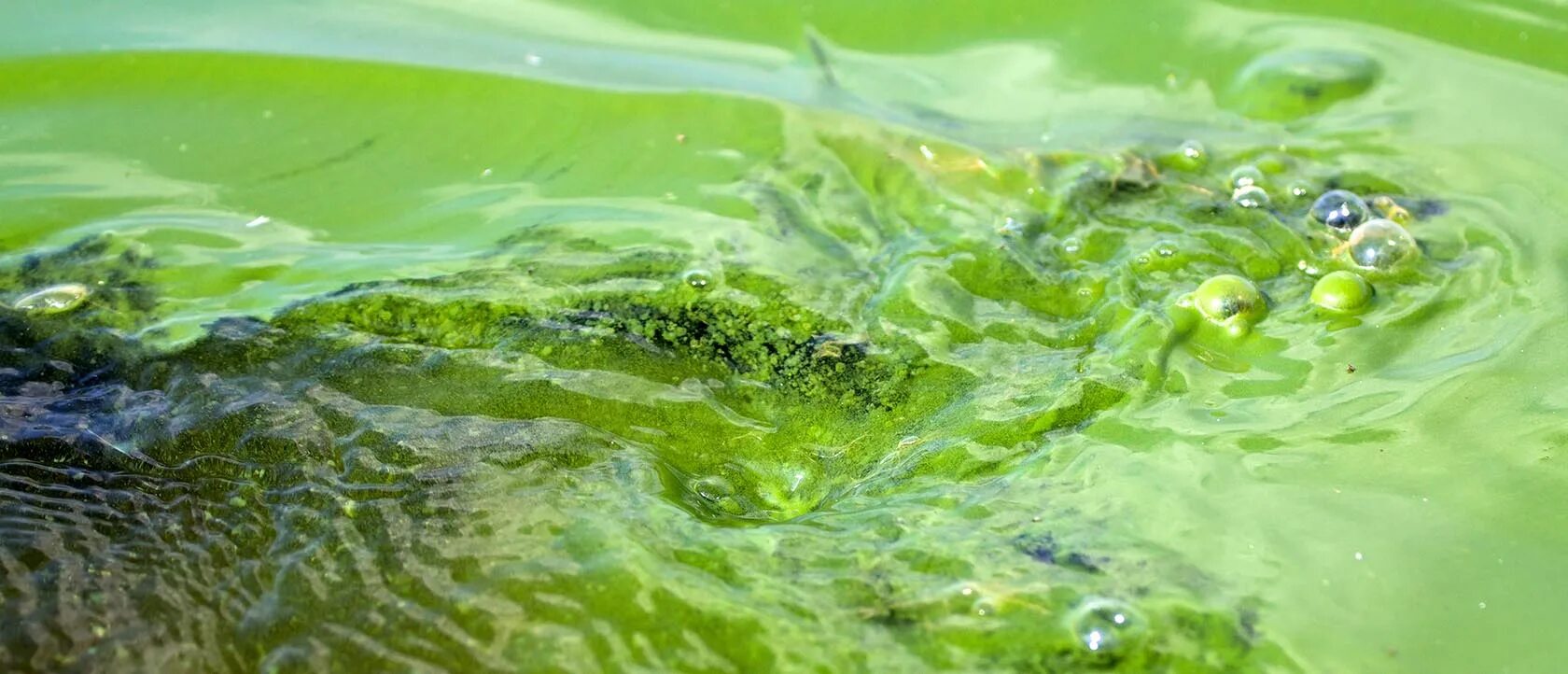 Водоросли цветут. Blue Green algae. Цветение водорослей. Цветущие ядовитые водоросли. Водоросли очищают воду.