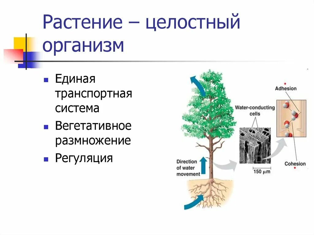 Растительный организм примеры. Растение целостный организм. Растение как целостный организм. Растительный организм как единое целое. Организм человека целостная система.