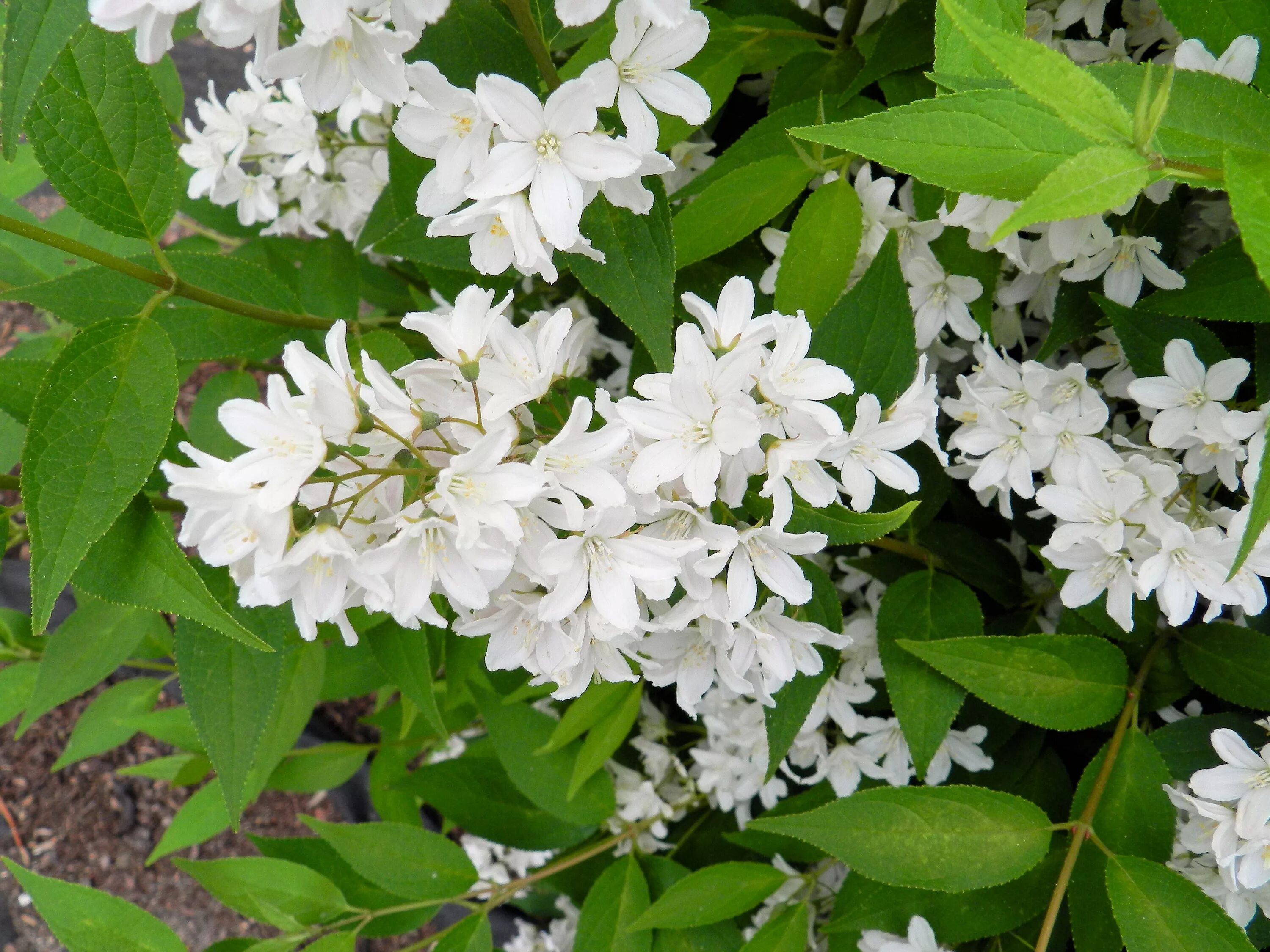 Белые кусты цветут в мае. Дейция Вильморена. Чубушник иволистный.