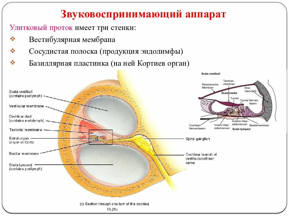 Кортиев орган вестибулярный аппарат. Звуковоспринимающий аппарат Кортиев. Звуковоспринимающий аппарат Кортиев орган. Улитковый проток строение. Преддверная стенка улиткового протока.