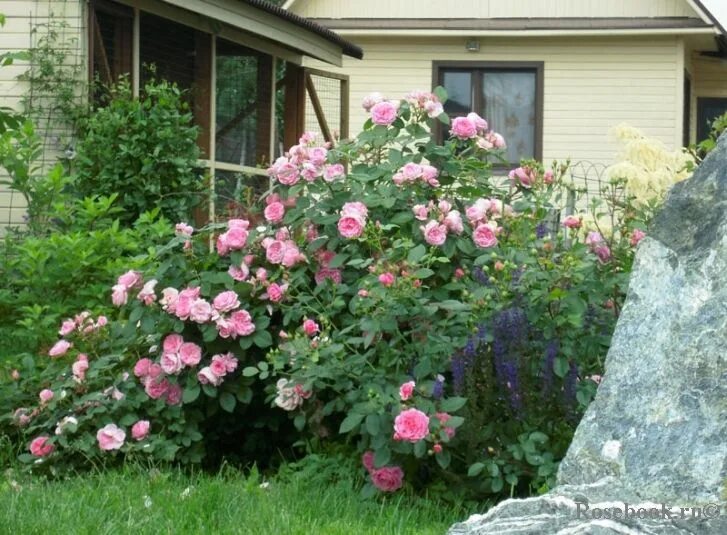 Прейри джой фото и описание отзывы. Прейри джой фото и описание отзывы. Прейри джой фото и описание отзывы. Прейри джой (prairie joy). Прейри джой фото и описание отзывы.