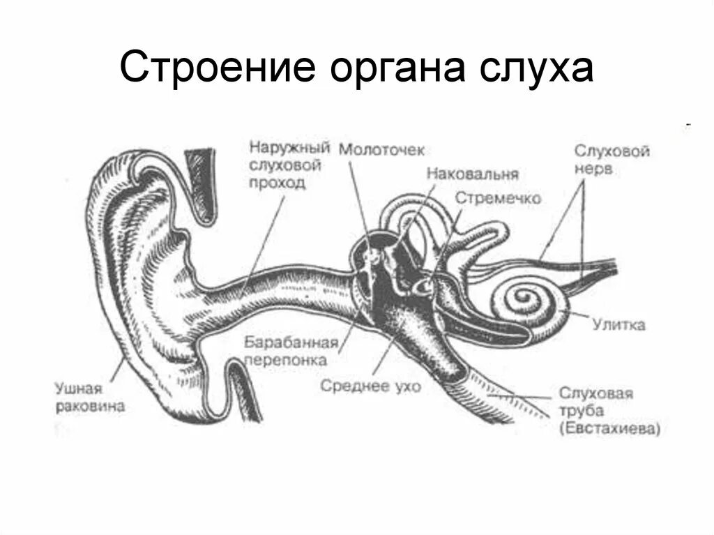 Назовите орган слуха. Орган слуха и равновесия строение слуховой анализатор. Строение органа слуха и слухового анализатора. Строение слухового анализатора человека анатомия. Схема строение анализатора слуха.