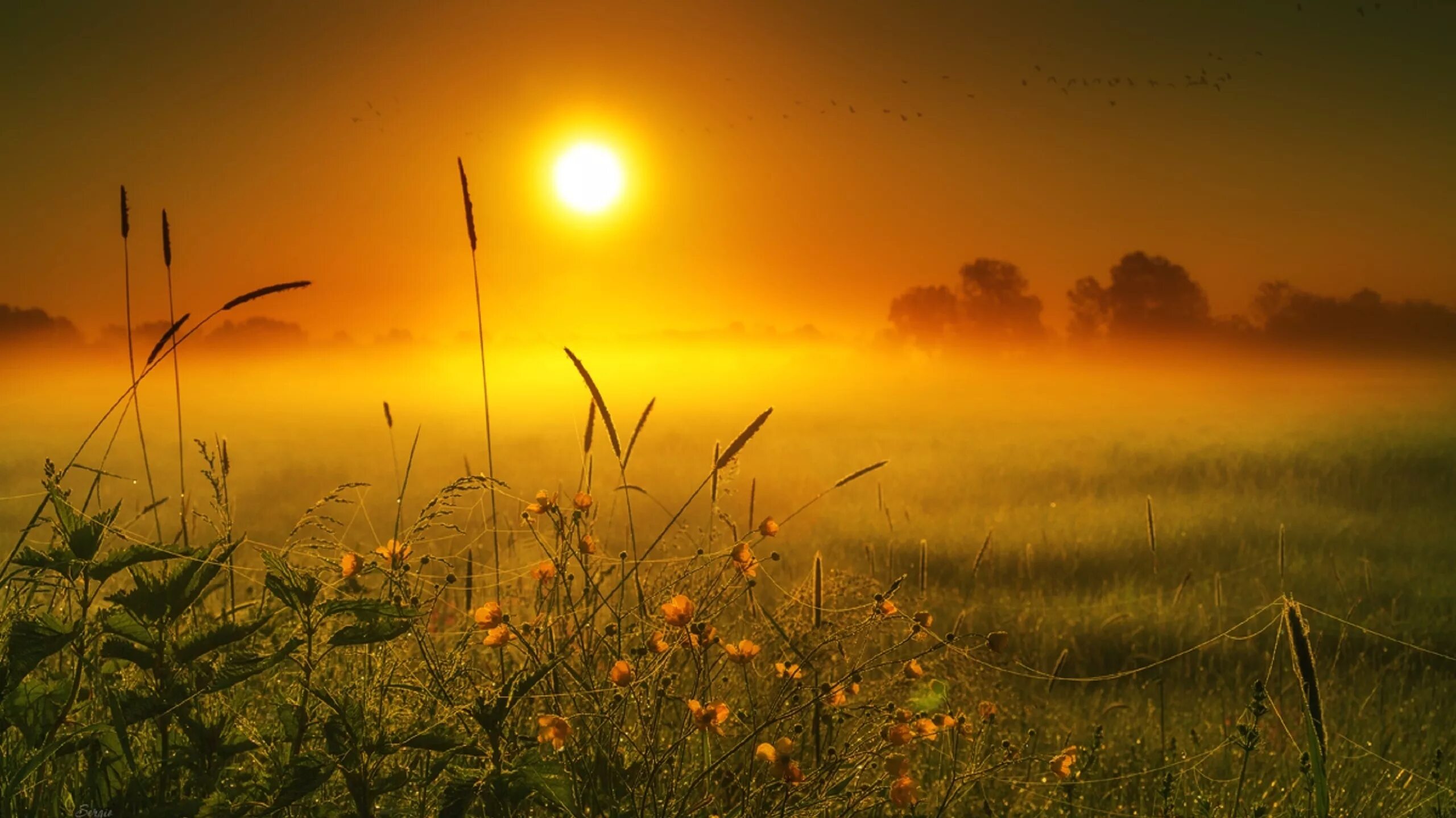 Утром проснусь на рассвете. Красивый рассвет. Природа рассвет. Рассвет в поле. Рассвет солнца.