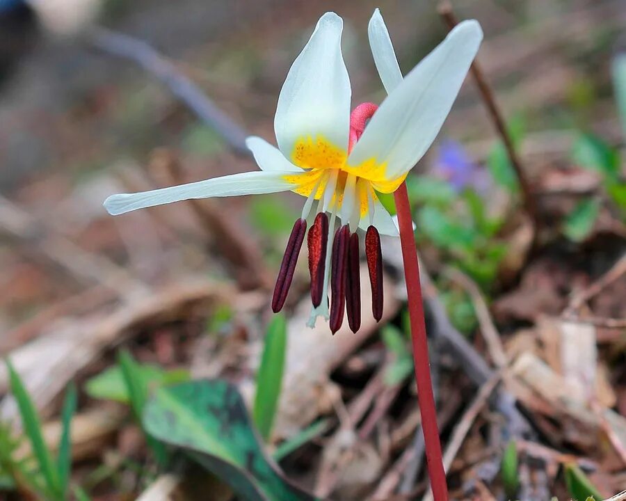 Эритрониум. Кандык (Erythronium). Эритрониум Кандык. Кандык Сибирский ( Erythronium sibiricum).. Эритрониум Кандык кавказский.