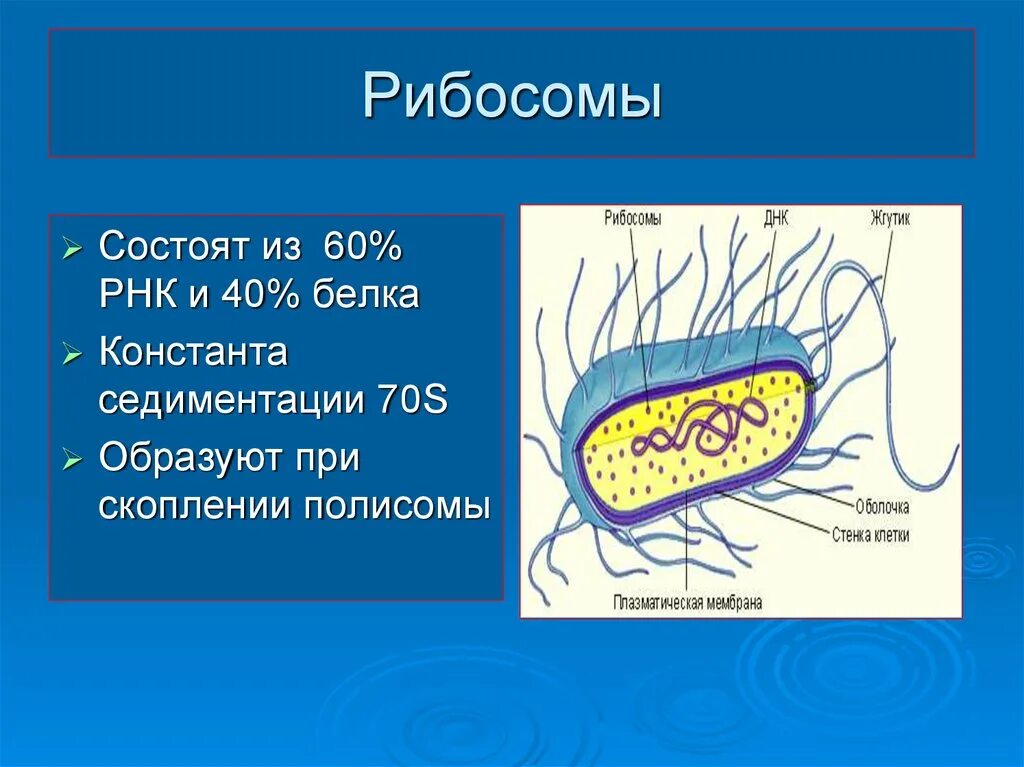 Клетка бактерии имеет днк. Нуклеоид бактерий строение. Структура бактериальной клетки нуклеоид. Нуклеоид бактериальной клетки строение. Строение клетки нуклеоид.