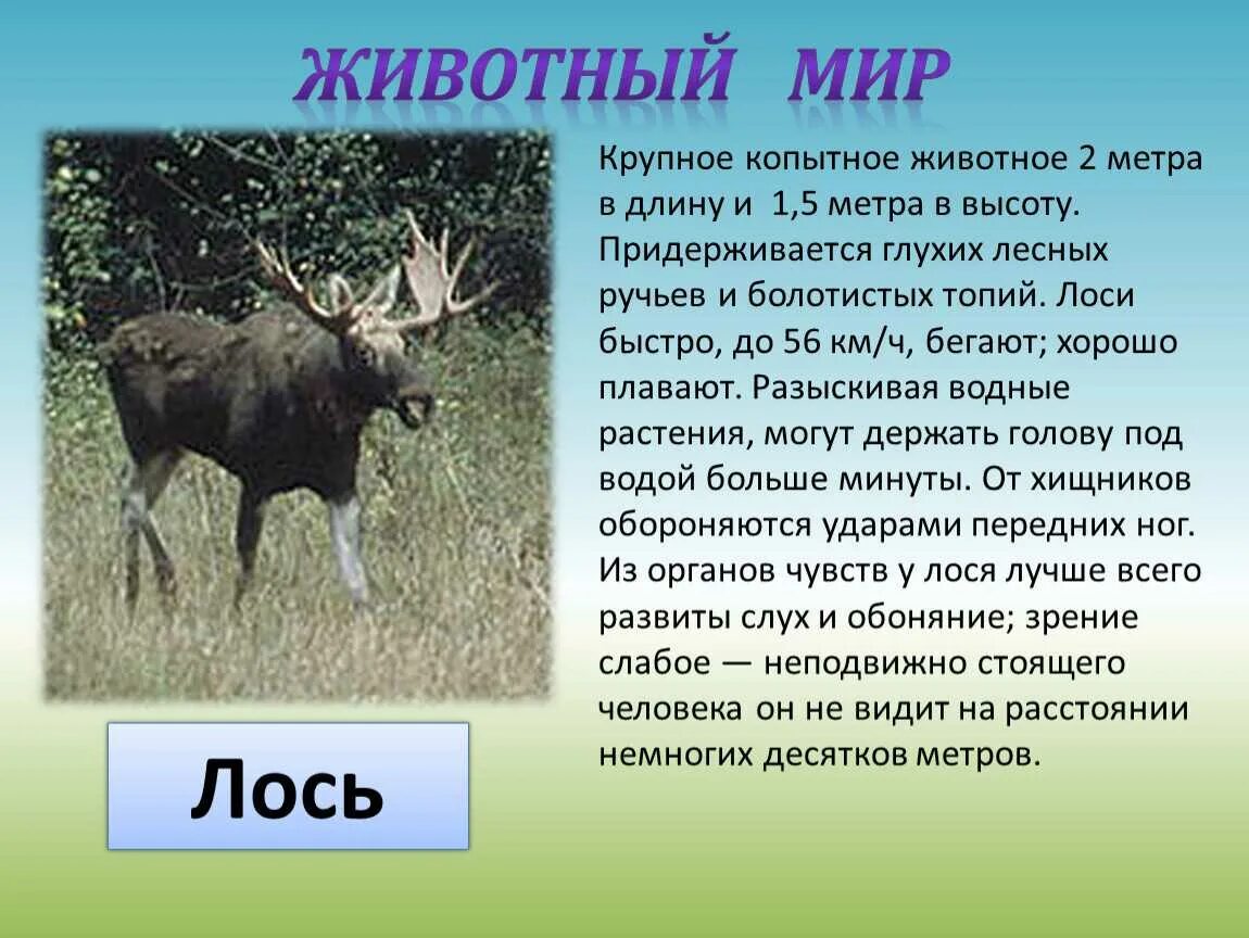 Сообщение о животном 2 класс окружающий мир