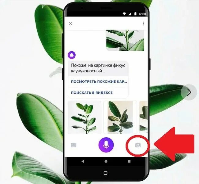 Распознавание растения по фото. Распознавание растений по картинке. Распознаватель растений онлайн. Яндекс распознавание по фото растения. Распознавание растений по фото в Яндексе с телефона.