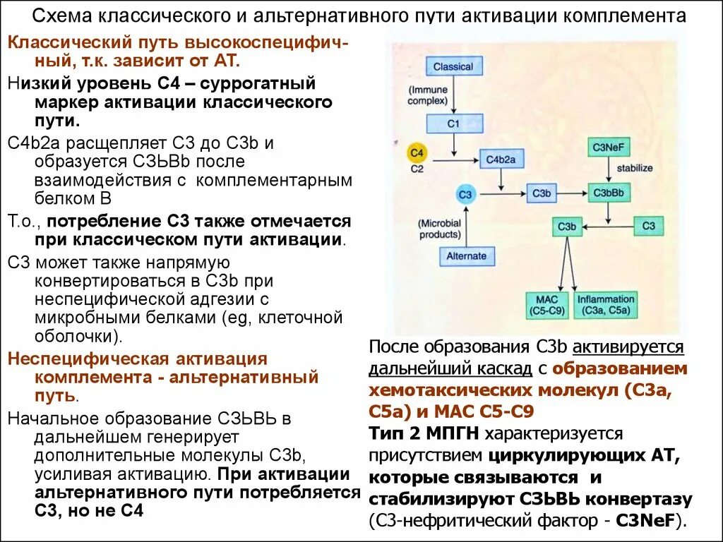 Цена комплемента. Лектиновый путь активации системы комплемента. Пути активации системы комплемента схема. Механизмы активации системы комплемента. Пути активации системы комплемента иммунология.