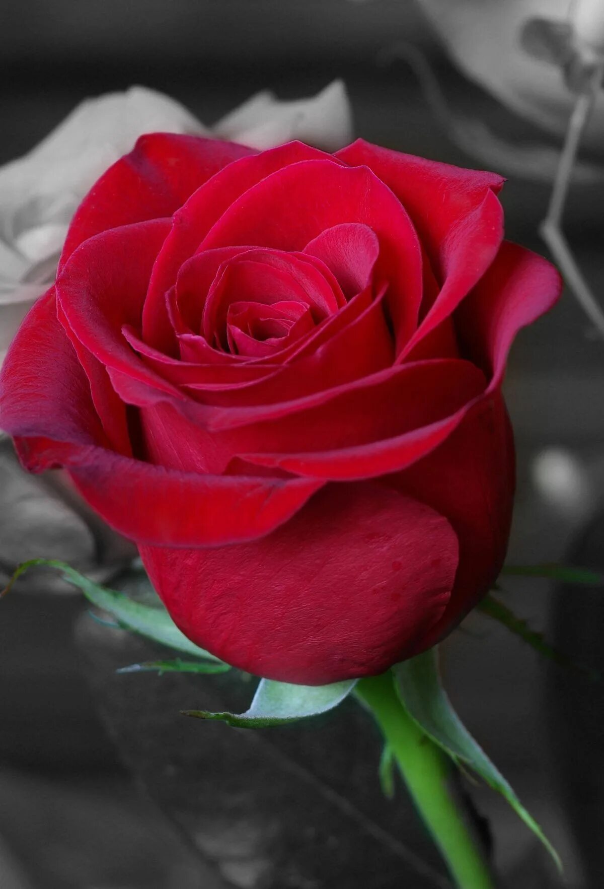 Светы картинка. Роза чайно-гибридная Доминика. Роза грандиоза. Самые красивые розы. Красивые крупные розы.
