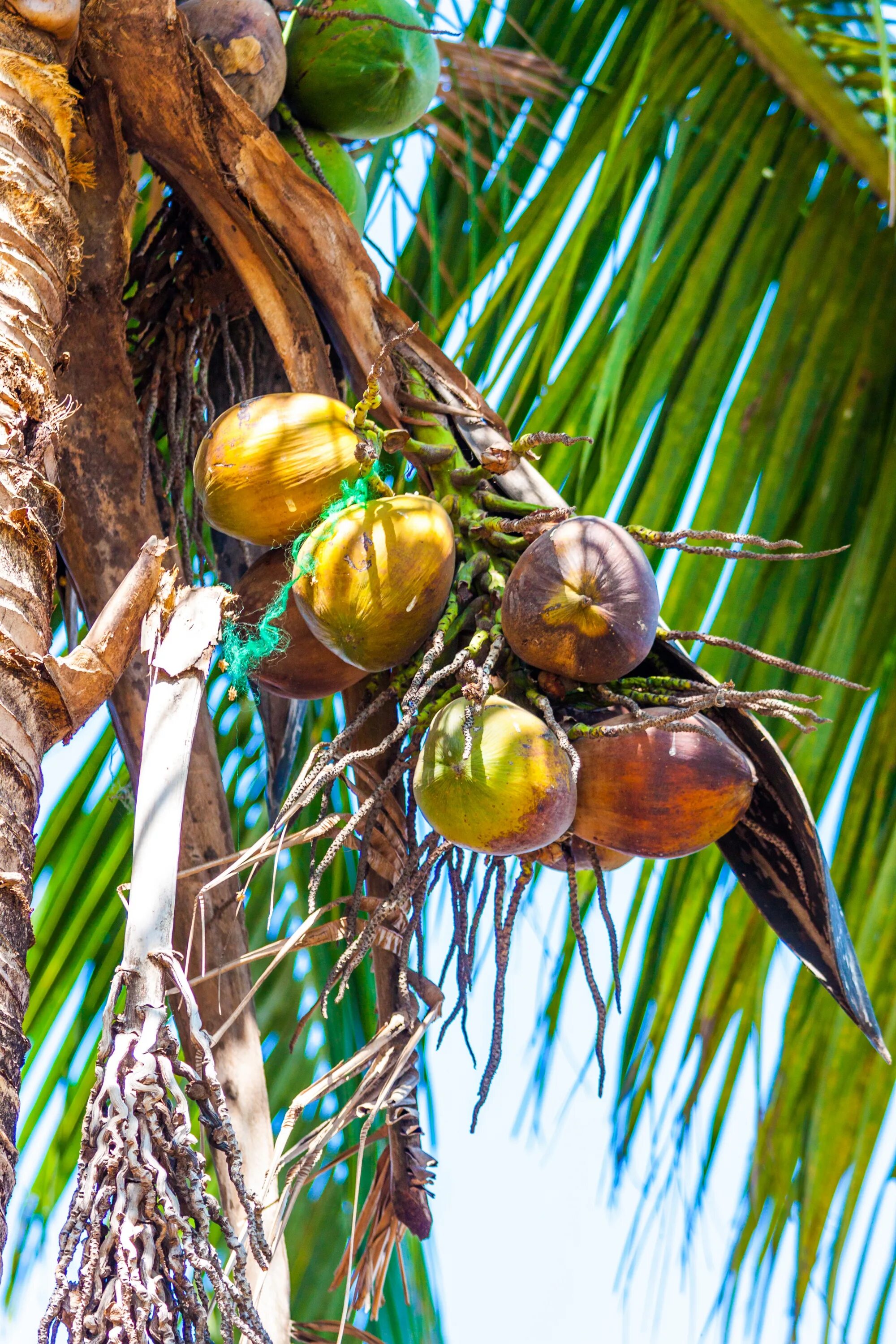 Каданг Каданг кокосовых пальм. Coconut Palm кокосовая Пальма. Финик Робелена плоды. Пальма банановая кокосовая финиковая.