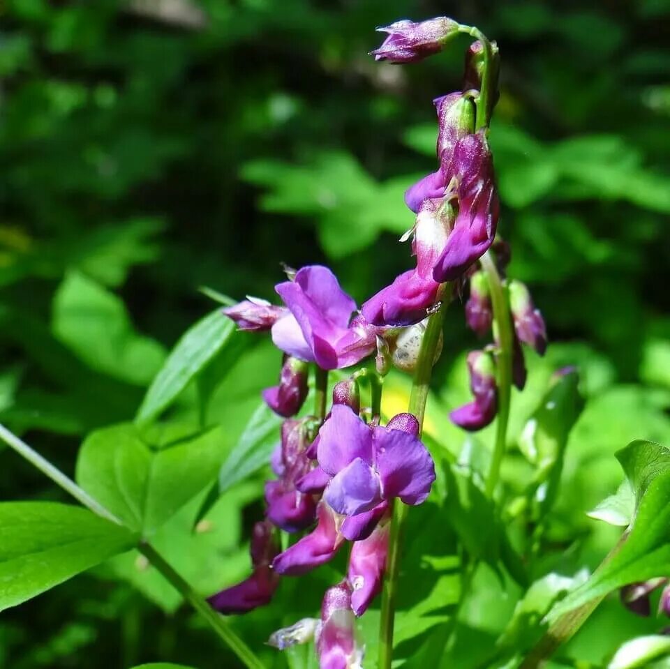 Чина Весенняя сочевичник. Чина Весенняя, сочевичник (Lathyrus vernus). Сочевичник весенний (Lathyrus vernus. Чина Весенняя сочевичник весенний. Покажи чина