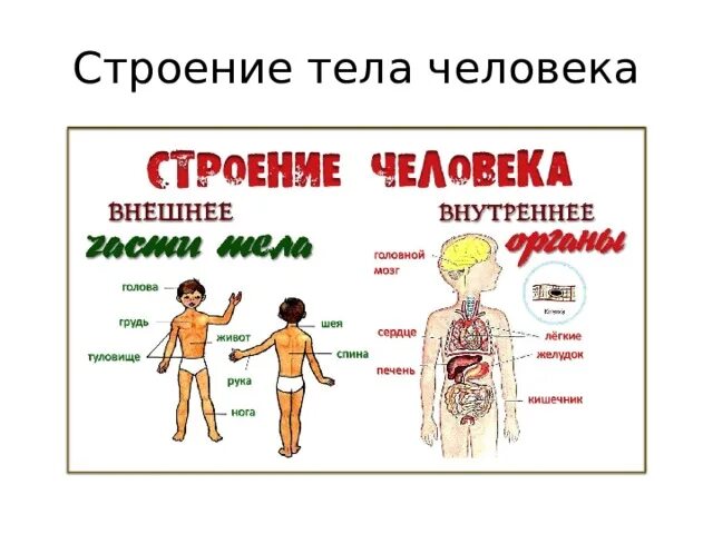 Внешнее строение человека 3. Строение тела. Тело человека. Структура тела человека. Внешнее строение тела человека.