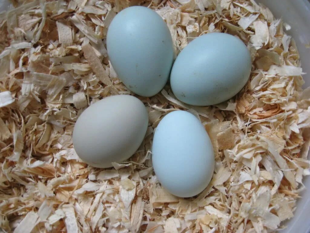 Белые куры несут белые яйца. Яйца кур Араукана. Амераукана яйца. Яйцо Легбар инкубационное. Голубые яйца Араукана.