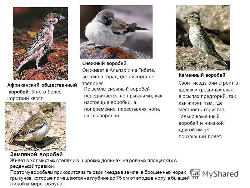 Воробей тема и идея. Воробей тема и идея