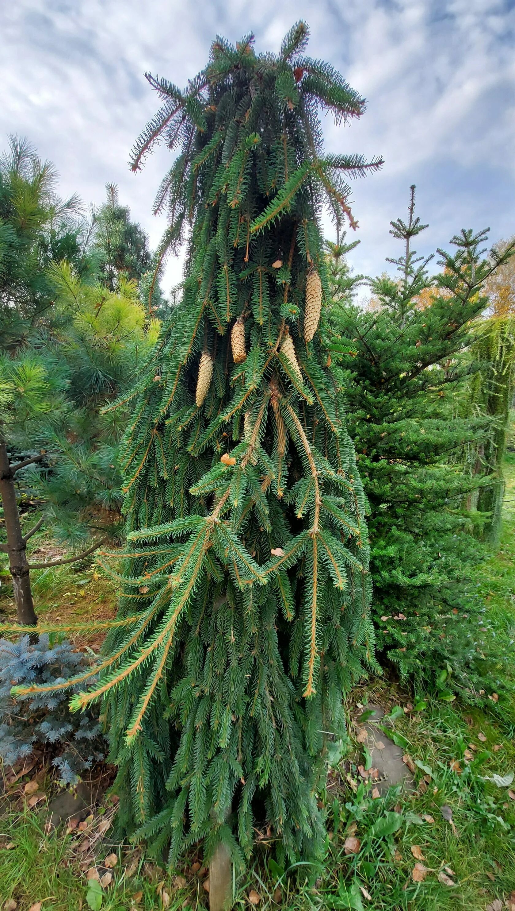 Ель обыкновенная Фробург (Picea abies Frohburg) С30 ждем поступления - Питомник 
