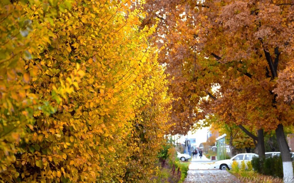 Сайты куз. Золотая осень. Куз тасвири. Олтин куз. Осень в Узбекистане достопримечательности фото.