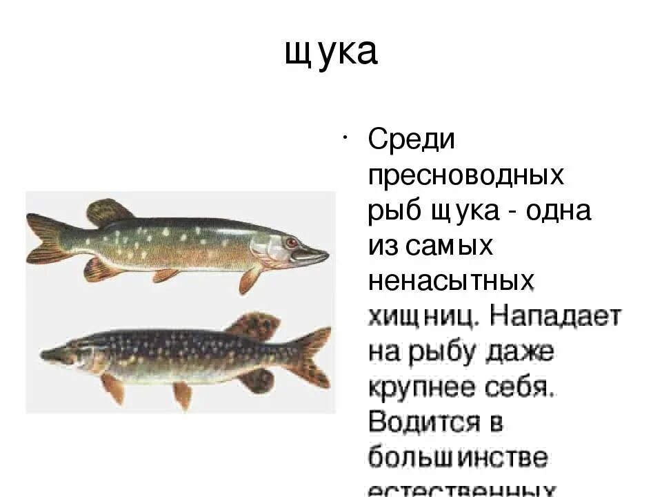 Сообщение о щуке. Щука описание для детей. Щука описание рыбы. Доклад про щуку.