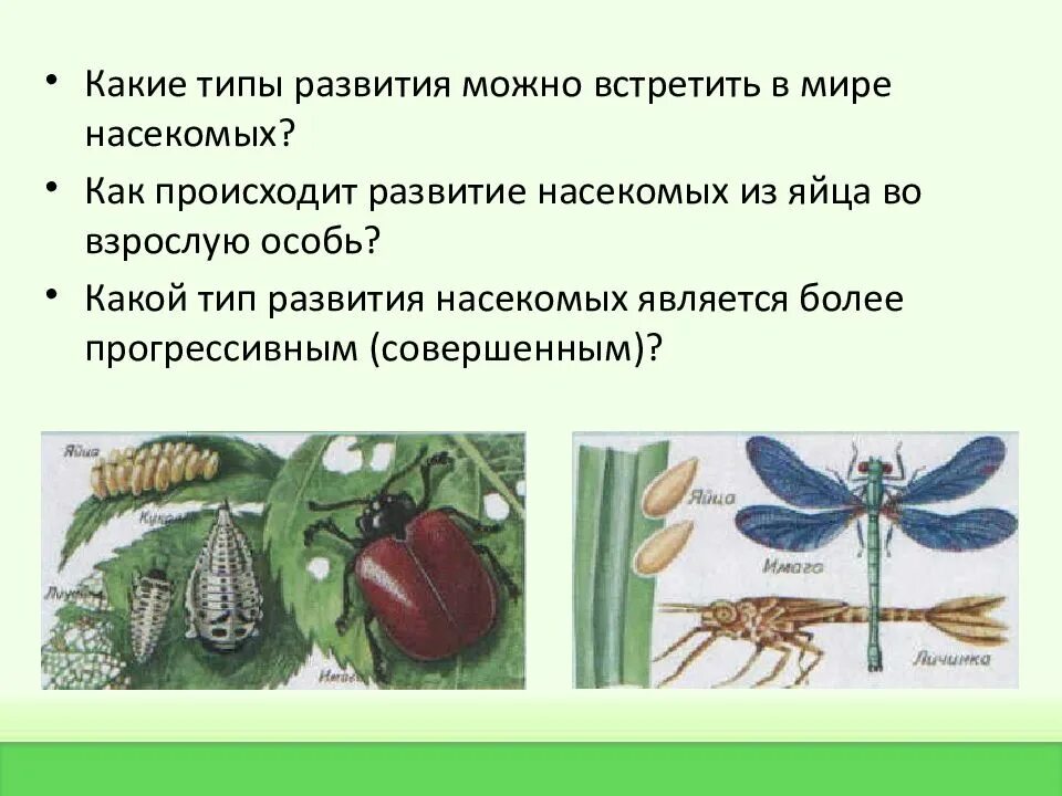 Развитие насекомых. Как происходит развитие насекомых. Типы развития. Типы развития насекомых презентация.