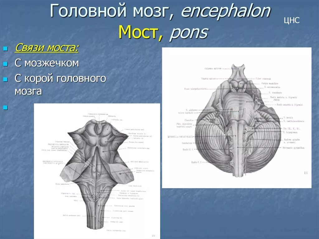 Особенности моста мозга. Мост головного мозга. Pons головной мозг. Мост мозга рисунок. Мост головного мозга отдельноо.