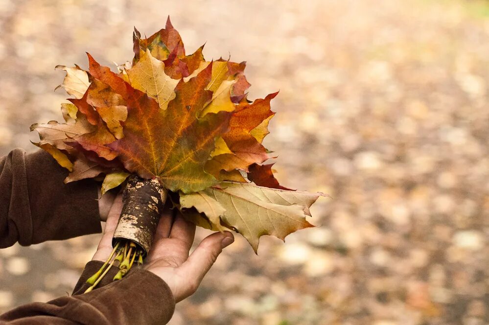 Осень листья рассылает. Куз керемети. Лист осень депрессия. Осень • листья • азиатка.