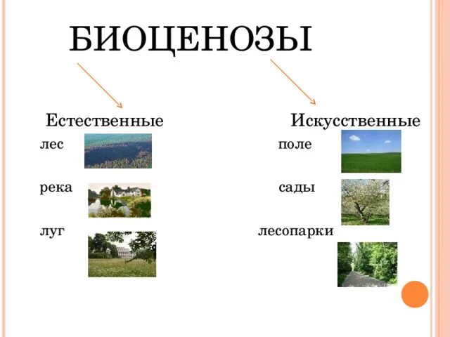 Выберите природный биоценоз. Биоценоз примеры. Искусственный биоценоз примеры. Естественные и искусственные биоценозы. Естественный биоценоз.